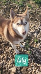 Pomsky Girl Looking For A Home