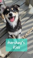 Hershey's Kiss Is Looking To Go Home