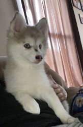 Amilyn-Pomsky Puppy