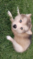 Unexpected Pomsky litter for sale