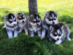 Pomsky puppies ready for any loving and caring home.