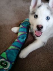 10 week old pomsky for sale Born on May 30 2023 his name is Noah