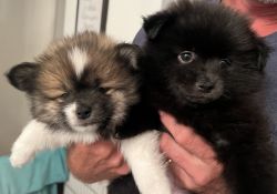 Pomsky Puppies For Sale!
