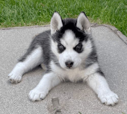 Perfect Blue Eyed Pomsky Puppy