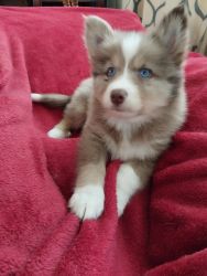 Adorable Pomsky Puppy - Drax ON HOLD