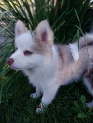 Adorable Pomksy Puppy - Quill-REDUCED