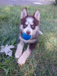 Adorable Pomsky Puppy - Baby Groot-REDUCED