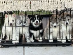 F2 Pomsky Puppies