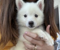 Milo - White Pomsky Puppy