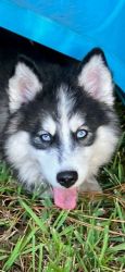 POMSKY PUPPIES AVAILABLE!!!