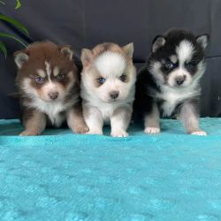 Adorable Pomsky Puppies For Sale