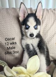 Pomsky puppy Oscar