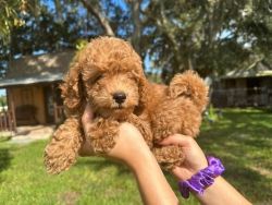 Micro goldendoodle puppies available