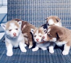 5 available pomskies