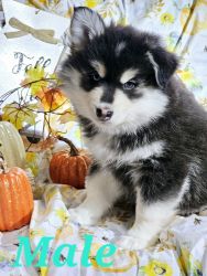 Pomsky puppies ready for their furever homes