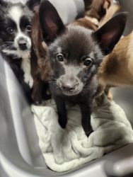 Pomsky/chi mix. Boy and girl ready for their new furever home