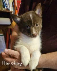 Hershey-Boy