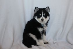 Zues and Zully's Pomsky Puppies