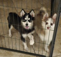 Male and Female Pomskies