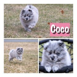 Coco- beautiful blue Merle Pomsky puppy with multi-colored eyes!