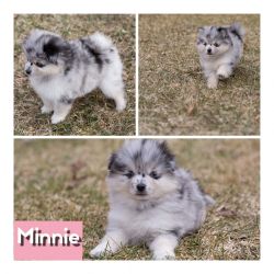 Minnie-Adorable blue Merle Pomsky puppy with bright blue eyes