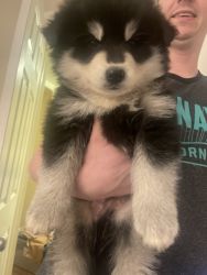 Pomsky Puppies Daily Deal