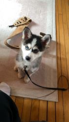 Rehoming pomsky puppy