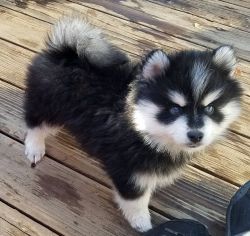 Perfect husky markings blue eyed Pomsky puppies