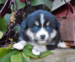 Home raised blue eyed Pomsky puppy with 2 yr health guarantee
