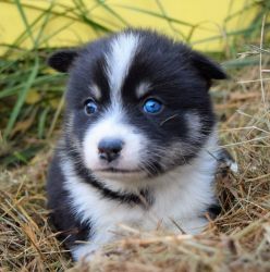 Adorable blue eyed pomsky puppy. Home raised w/ 2 yr health guarantee