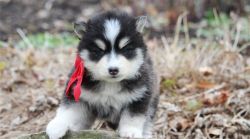 House Trained Pomsky Pups for sale