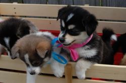 Teacup Pomsky puppies