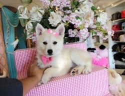 Gorgeous Pomsky Puppies Available Today