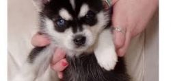 Cute Pomsky Puppies available(xxx) xxx-xxx2