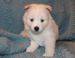 lovely pomsky puppies available now