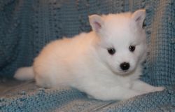 pomsky love and cute pups for sale now