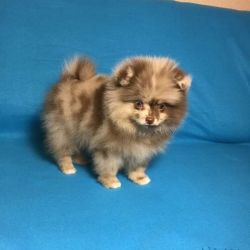 Male and female Pomeranian puppies for pet lovers. They are 13 weeks o