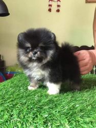 Male and female Pomeranian puppies for pet lovers. They are 13 weeks o