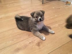 Stunning Pomsky Puppies ready for sale