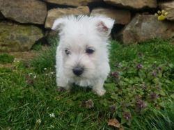 Westie and Pomsky Puppies for adoption sale