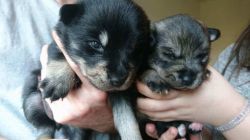 F2 Agouti Pomsky Pups ready for sale