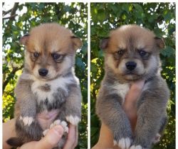 Pomsky Puppies ready for sale