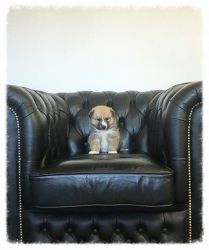 Tiny Pomsky Male Puppy For Sale