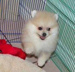 White Female Tiny Pomeranian Puppy