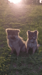 Stunning Tiny F2 Pomsky Pups