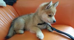 Availble Pomsky Puppies for new homes