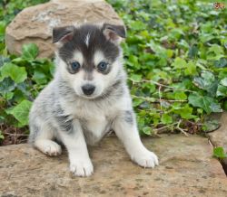 Home Trained Pomsky Puppy