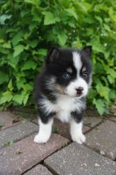 Stunning Tiny F2 Pomsky Pups