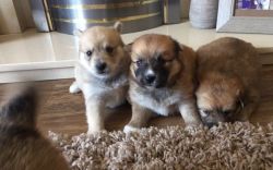 Outstanding PROVEN F2 Pomsky for Sale