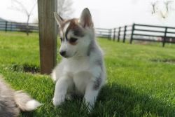 Cute Pomsky Puppies Available